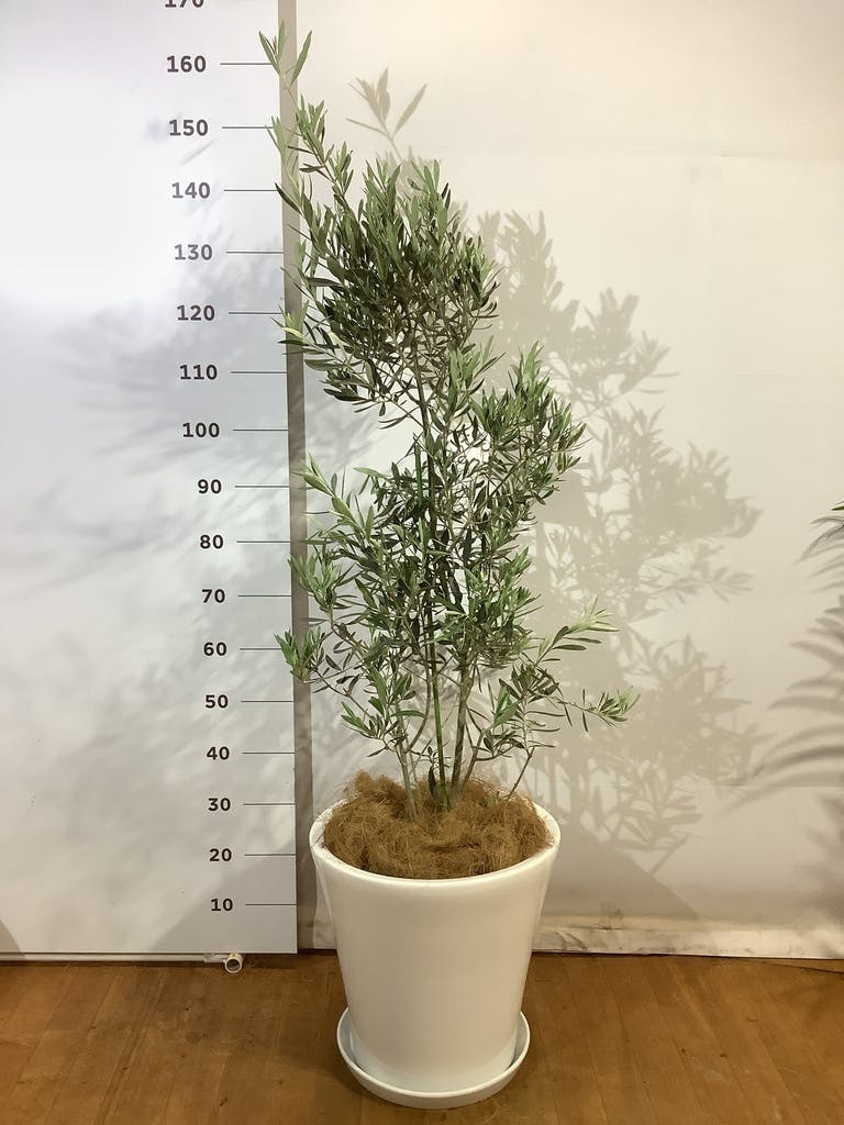 観葉植物 オリーブ 10号 チプレッシーノ ウッドプランター 付き | 観葉