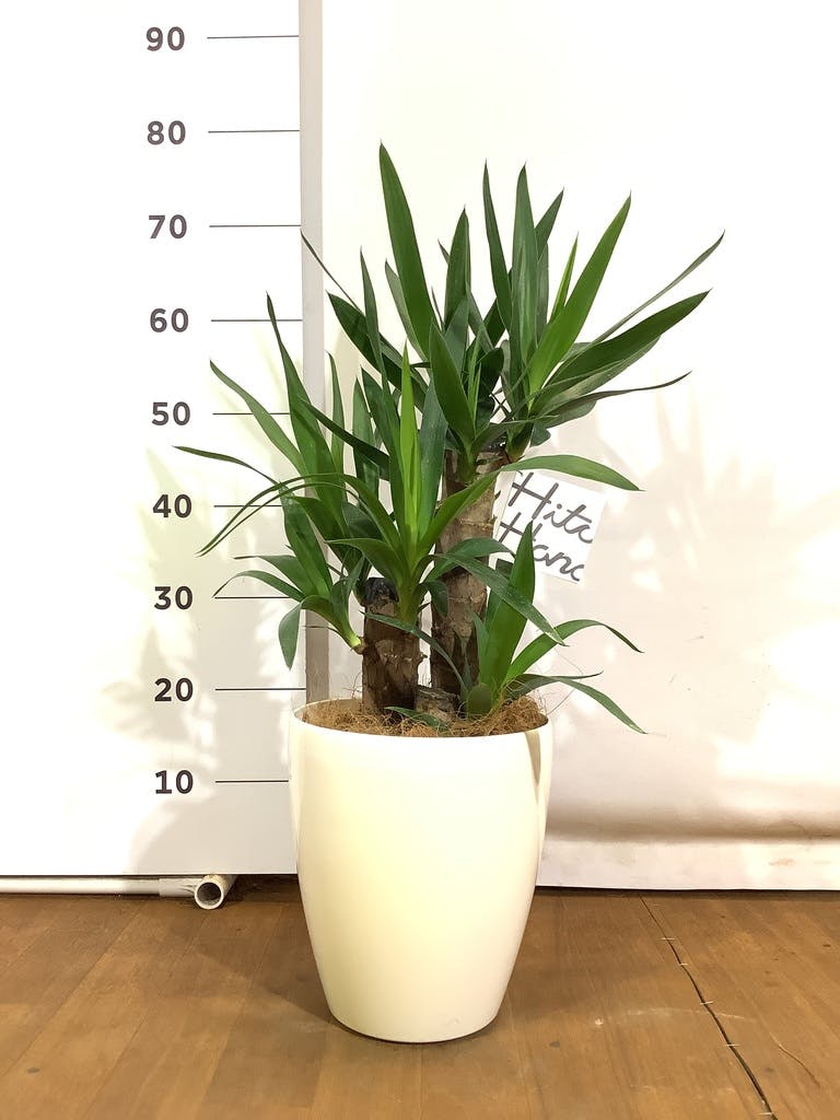 ユッカ T 観葉植物 ユッカ 6号 ロストラータ プラスチック鉢 | 観葉植物