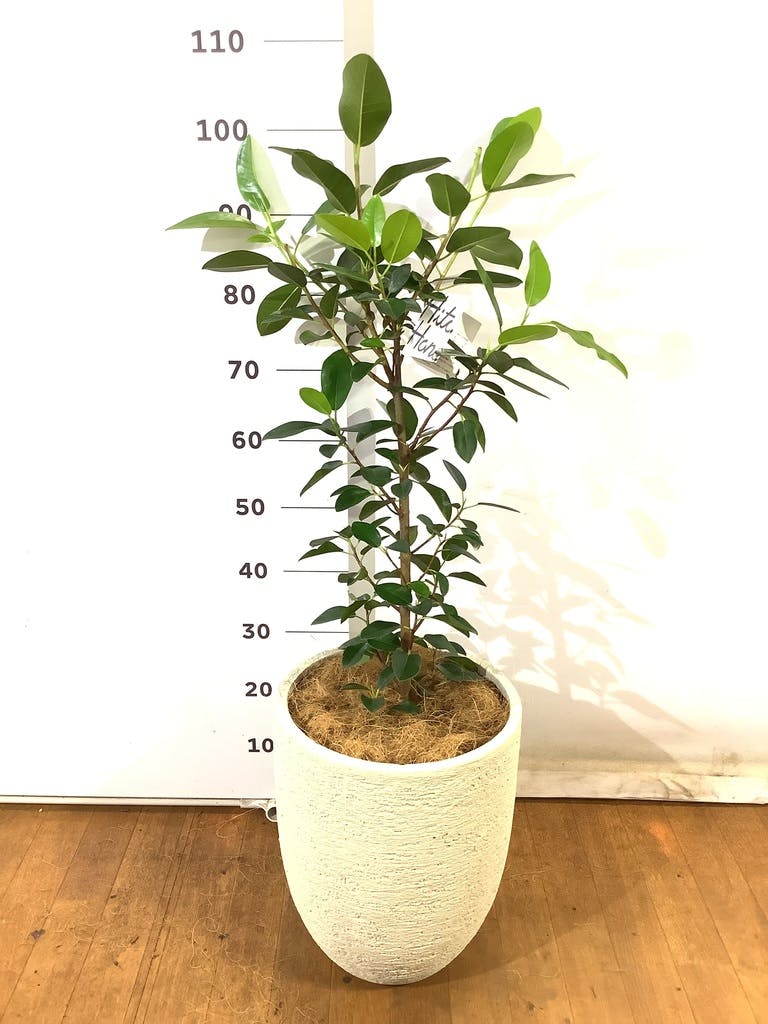 観葉植物 フランスゴムの木 8号 ノーマル プラスチック鉢 | 観葉植物