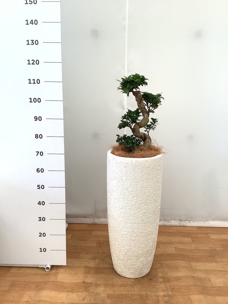 観葉植物 ガジュマル 8号 アートストーン ラウンド グレー 付き | 観葉