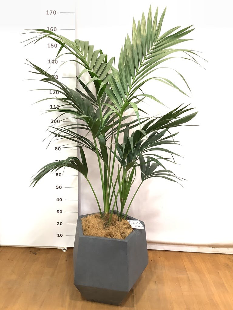 観葉植物 ケンチャヤシ（10号鉢）｜HanaPrime（ハナプライム）
