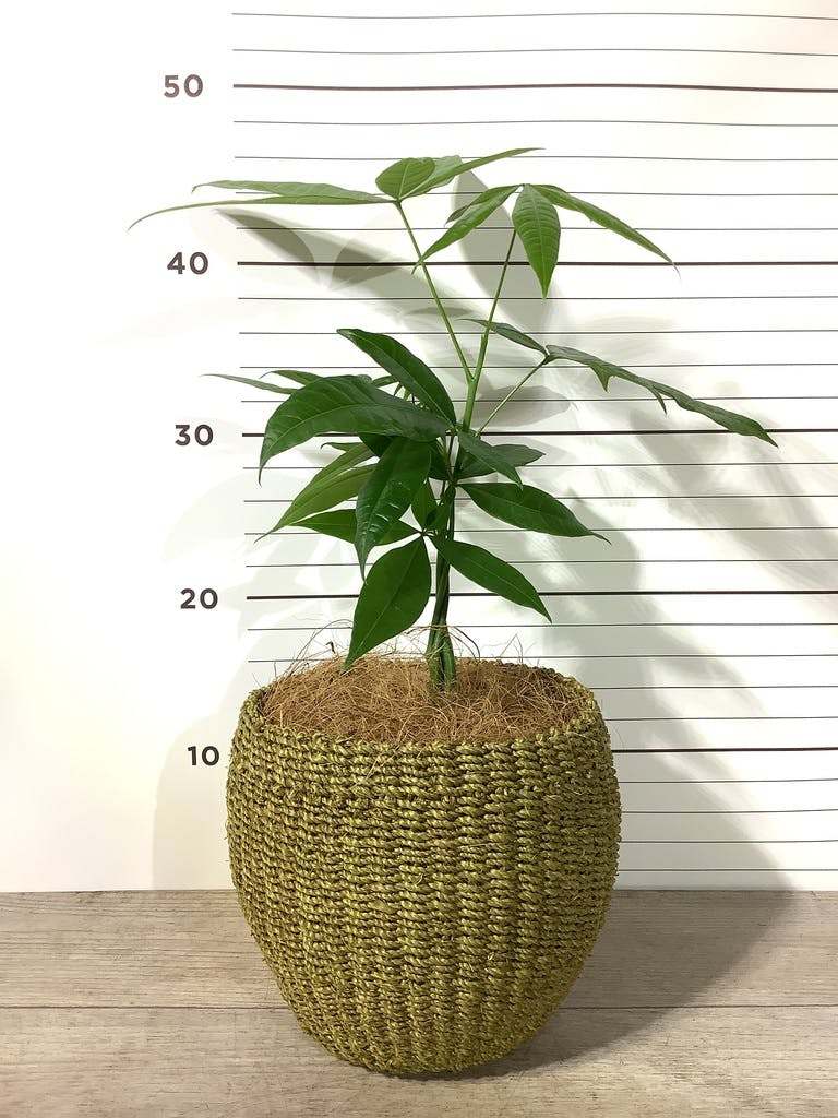 観葉植物 パキラ 4号 ねじり ラスターポット 付き | 観葉植物なら