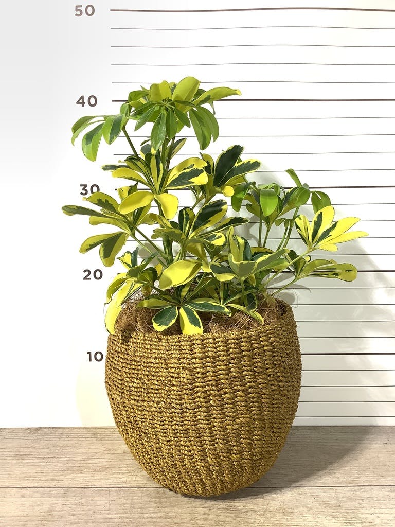 観葉植物 シェフレラ【145cm】 13号 プラスチック鉢 #70763 ※1都3県