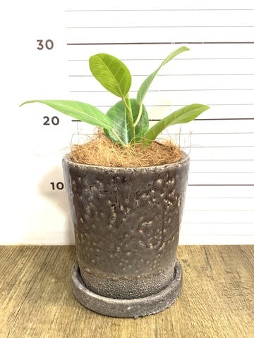 観葉植物 フィカス アルテシーマ 4号 ストレート ヴィフポット ダークグレー 植え替えキット付き