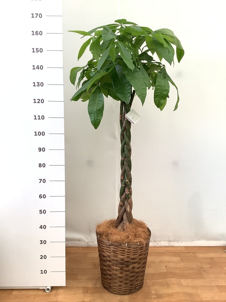観葉植物 パキラ 10号 ねじり 竹バスケット 付き | 観葉植物なら