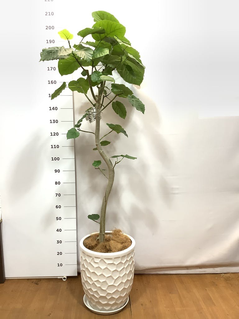 観葉植物 フィカス ウンベラータ 10号 曲がり FiberCray（ファイバー