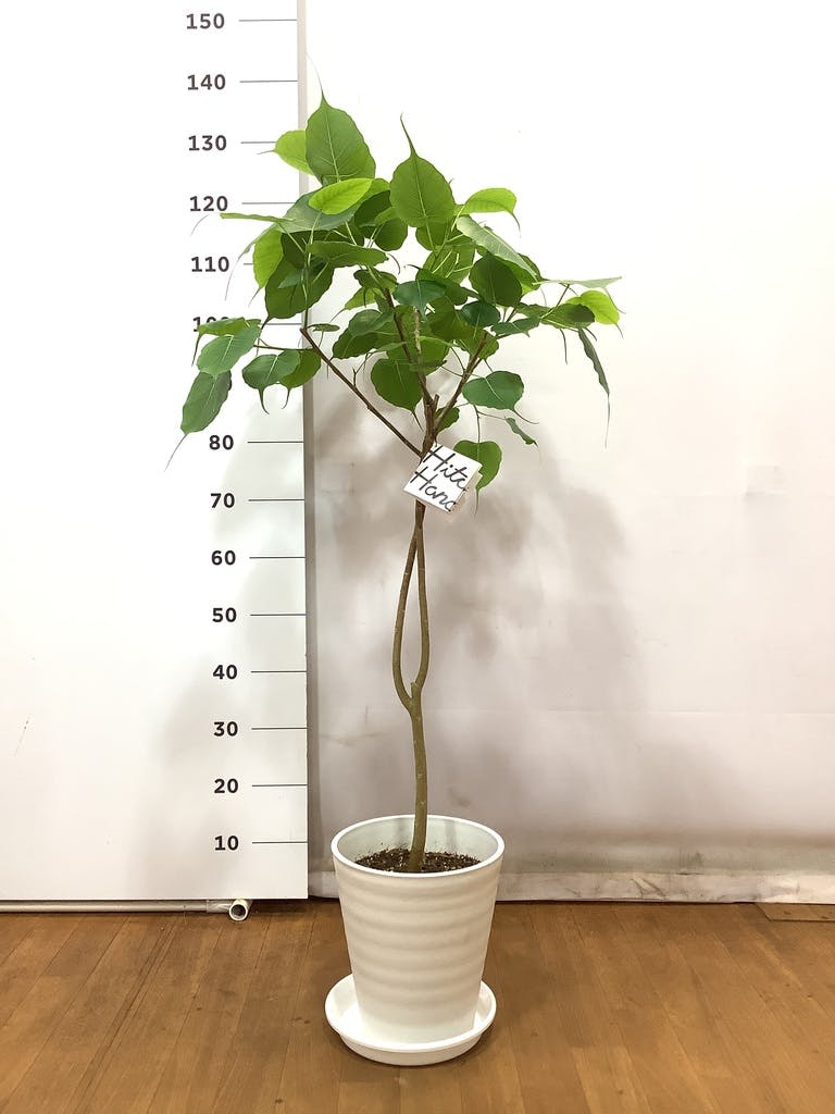 人工観葉植物 インドボダイジュ FST 180 ポット付き 高さ180cm （P46