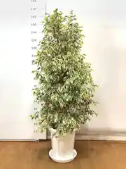 観葉植物 フィカス ベンジャミン 10号 スターライト プラスチック鉢 観葉植物ならhitohana ひとはな