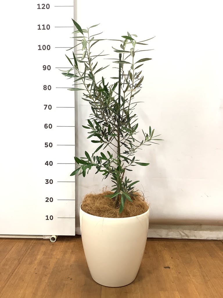 オリーブの木　シプレシーノ　花芽つき　セラアート鉢入り 楽天市場】【選べる現品】オリーブの木 シプレシーノ 苗木 8号