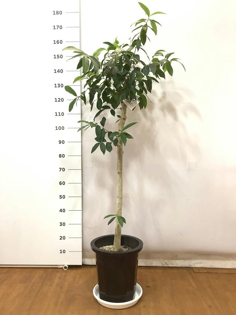 観葉植物 アマゾンオリーブ (ムラサキフトモモ) 10号 プラスチック鉢