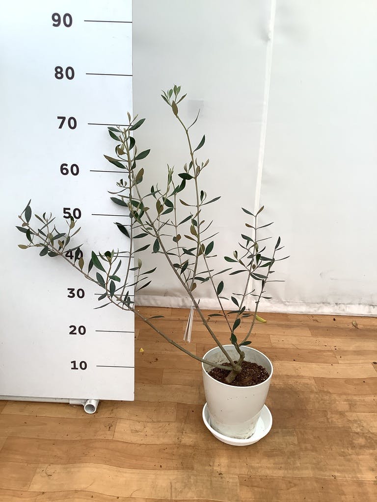 観葉植物 オリーブの木 【51cm】 6号 ひなかぜ 盆栽仕立て #71502
