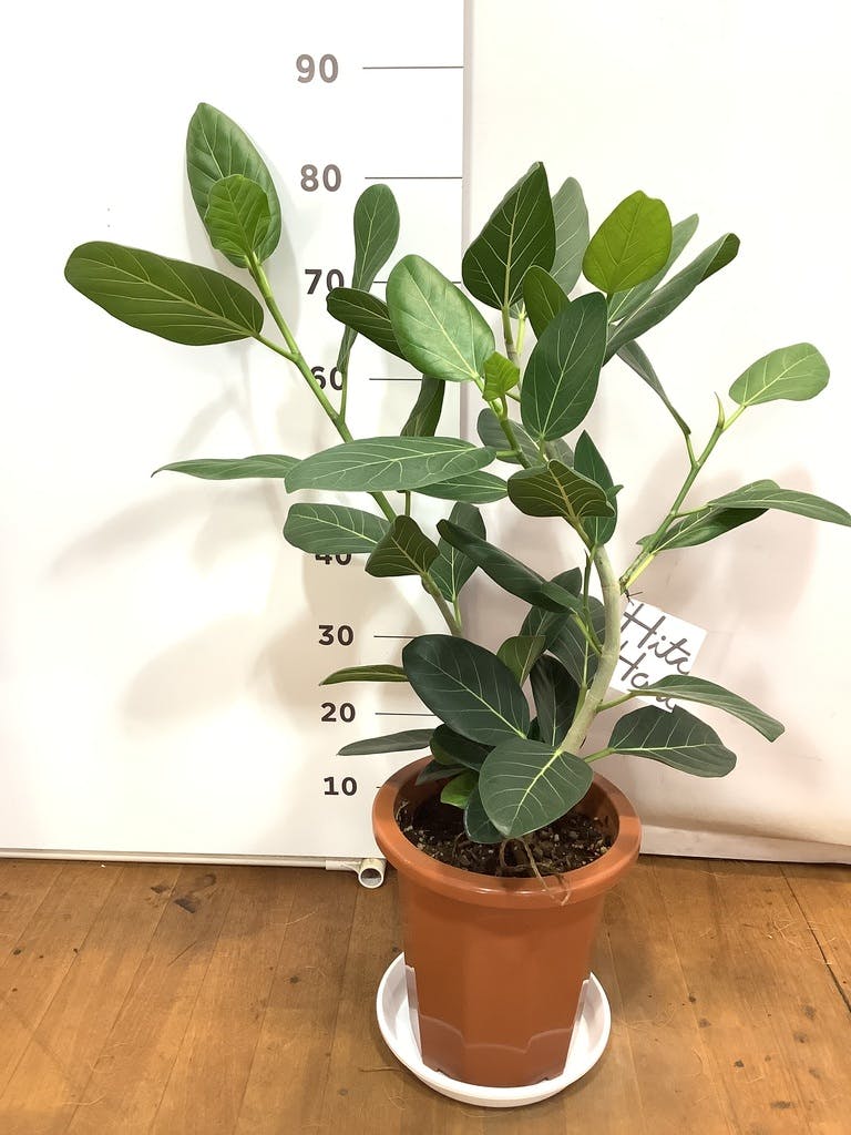 【現品】フィカス・ベンガレンシス　曲がり　8号　黒鉢（3） 観葉植物 フィカス ベンガレンシス 8号 曲り プラスチック鉢 | 観葉