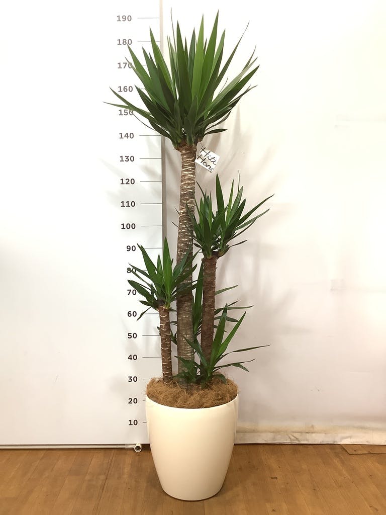 豪奢な リポビタンD 7頭❕ ユッカ トンプソニアーナ 8号鉢つき 植物