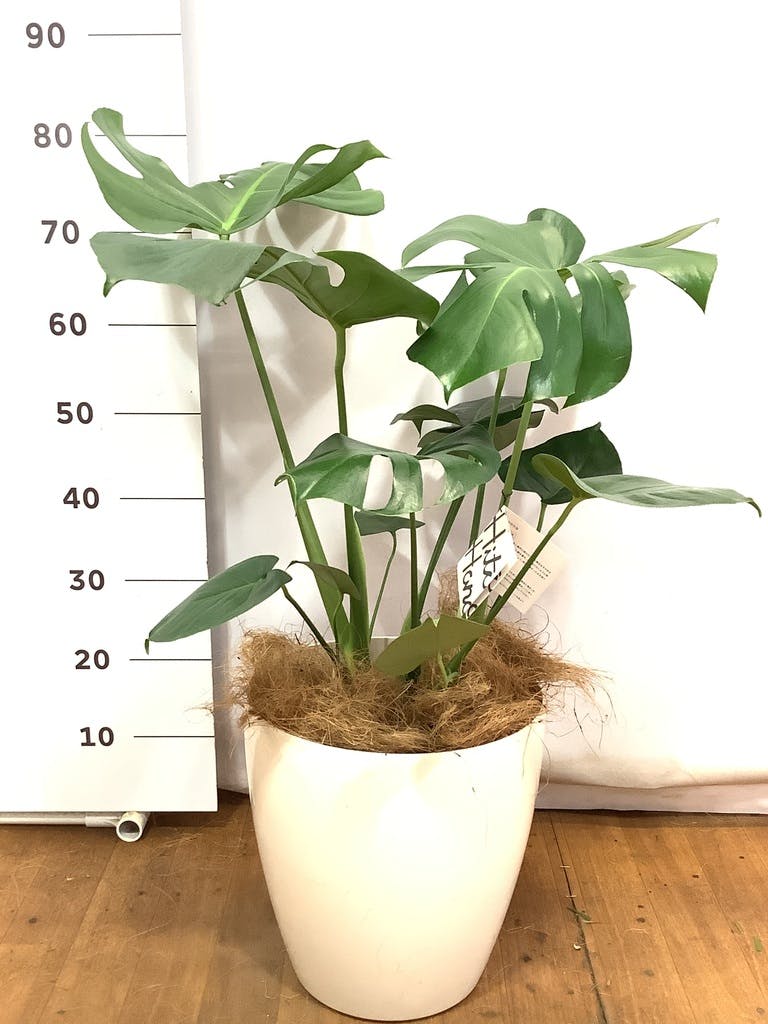 観葉植物 モンステラ 8号 ボサ造り プラスチック鉢 | 観葉植物なら