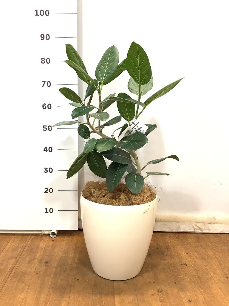 観葉植物 フィカス ベンガレンシス 8号 曲り ラスターポット 付き