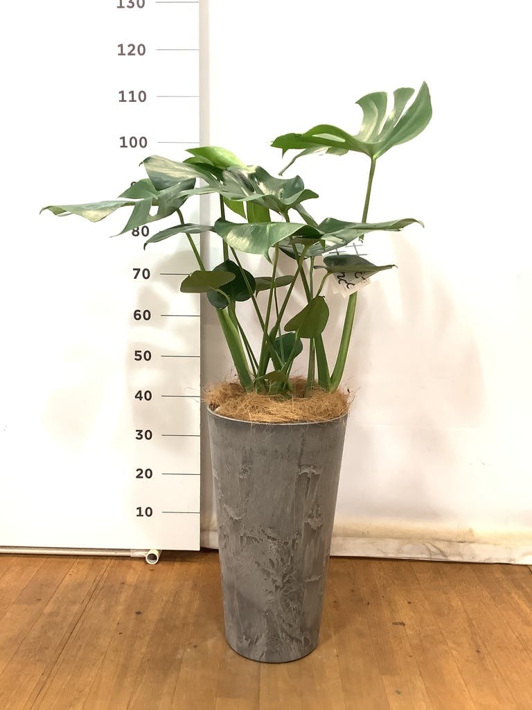 サンアイ様　蘇鉄　モンステラ 17 モンステラ | 観葉植物の通販 AND PLANTS (アンドプランツ)