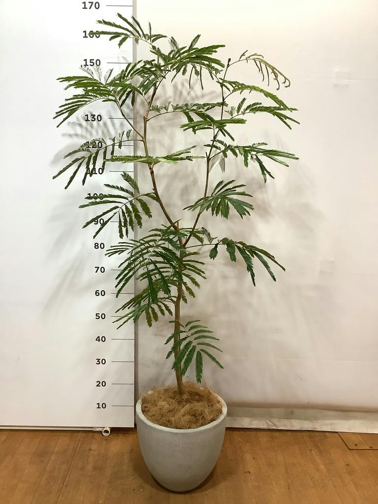 観葉植物 エバーフレッシュ 7号 ボサ造り プラスチック鉢 | 観葉植物