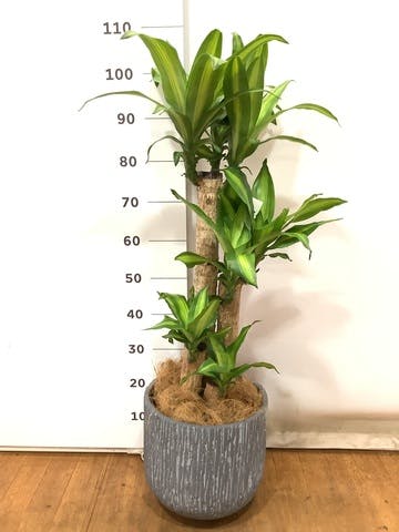 観葉植物 ドラセナ 幸福の木 8号 ノーマル カルディナダークグレイ 付き