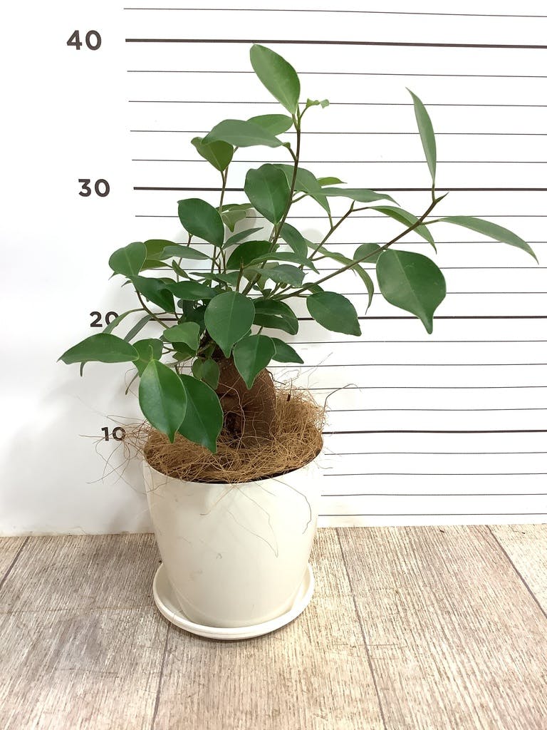 観葉植物 ガジュマル 4号 股仕立て ラスターポット 付き | 観葉植物