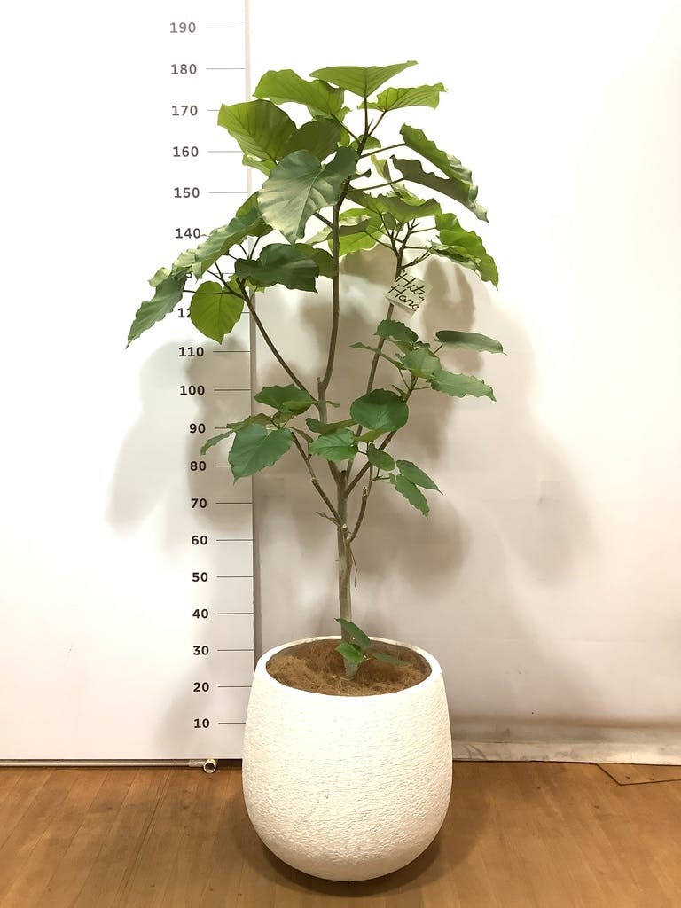 観葉植物 フィカス ウンベラータ 10号 ノーマル ファイバークレイ