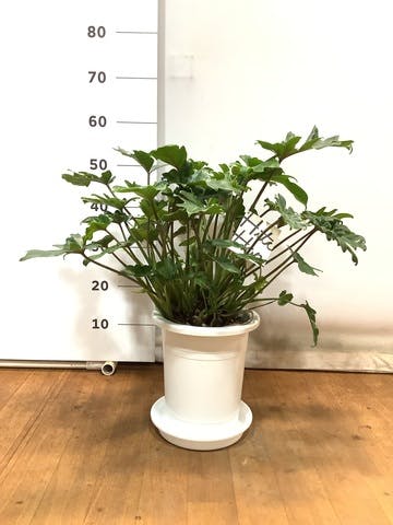 観葉植物 フィロデンドロ 7号 クッカバラ プラスチック鉢