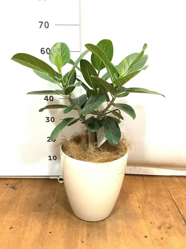 観葉植物 フィカス ベンガレンシス 7号 ストレート プラスチック鉢