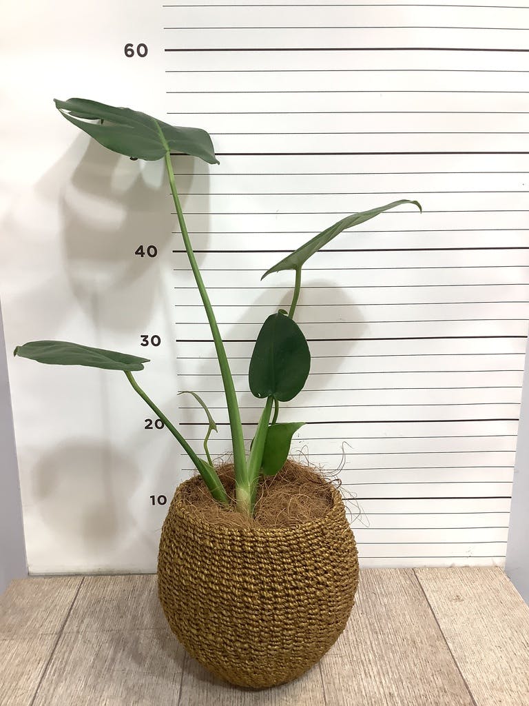 観葉植物 モンステラ 4号 ボサ造り プラスチック鉢 | 観葉植物なら