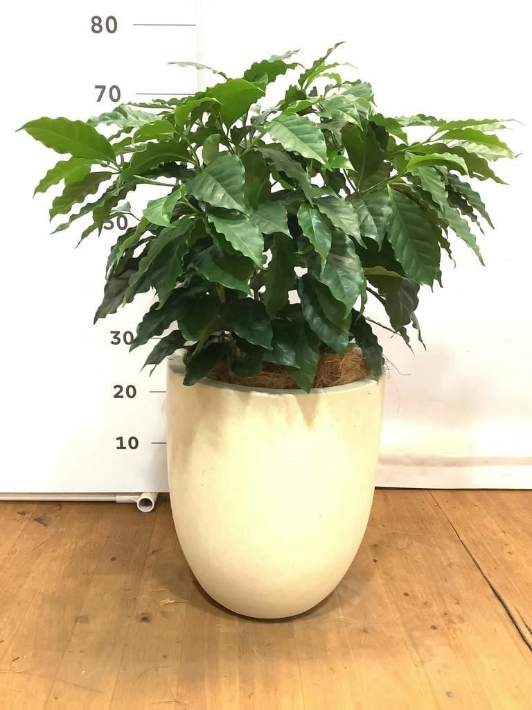 観葉植物 コーヒーの木 7号 プラスチック鉢 | 観葉植物ならHitoHana