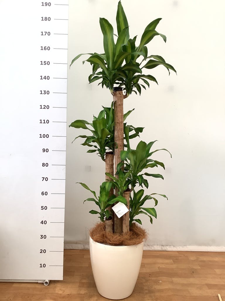 ドラセナグローカル 170センチ Thucpham Com
