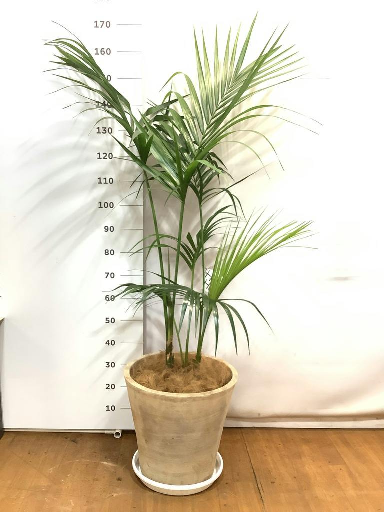 noa⚠大阪府】スタイリッシュでリゾート感満載♪ケンチャヤシ 10号鉢