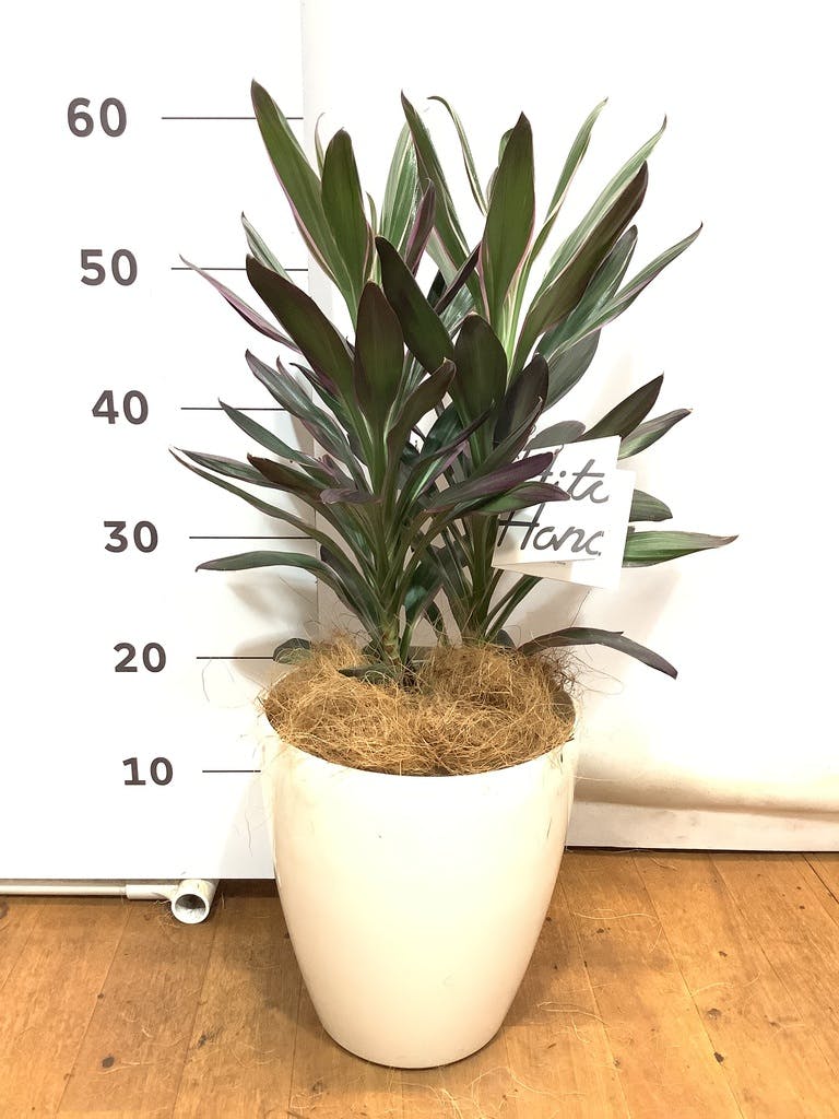 希少品種コルジリネ サンゴ 陶器の鉢カバー付き - 植物/観葉植物