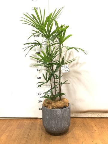 観葉植物 シュロチク（棕櫚竹） 8号 カルディナダークグレイ 付き