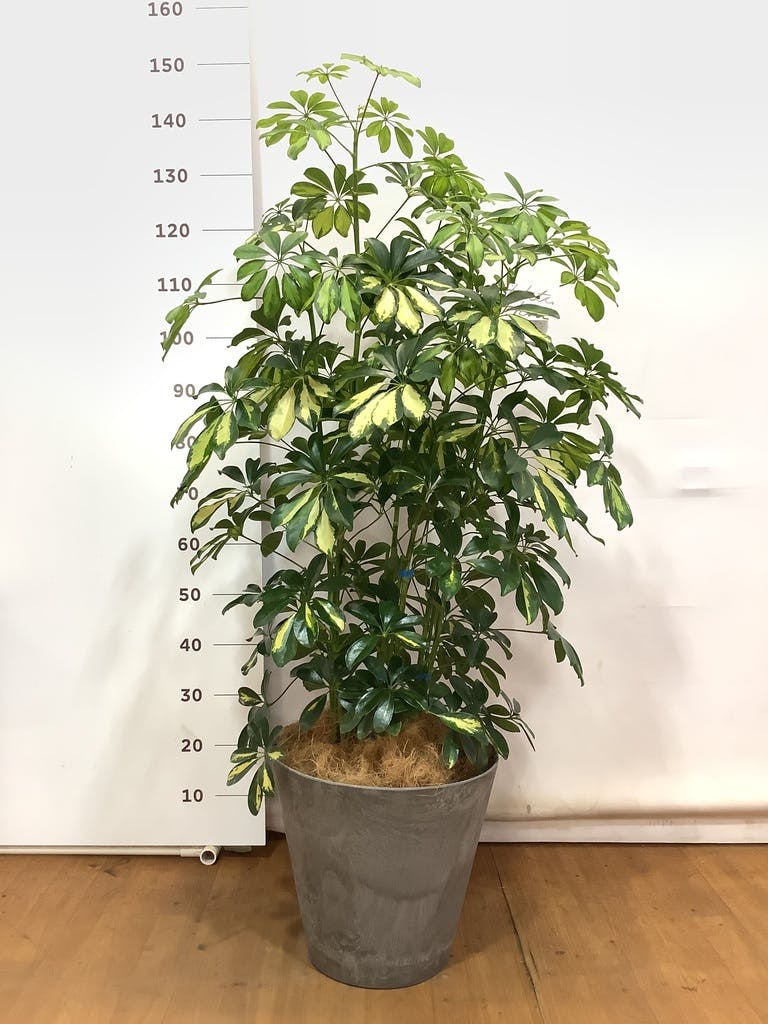 観葉植物 シェフレラ 170cm 観葉植物 シェフレラ 【170cm】 9号 プラスチック鉢 #70764 ※1都3県
