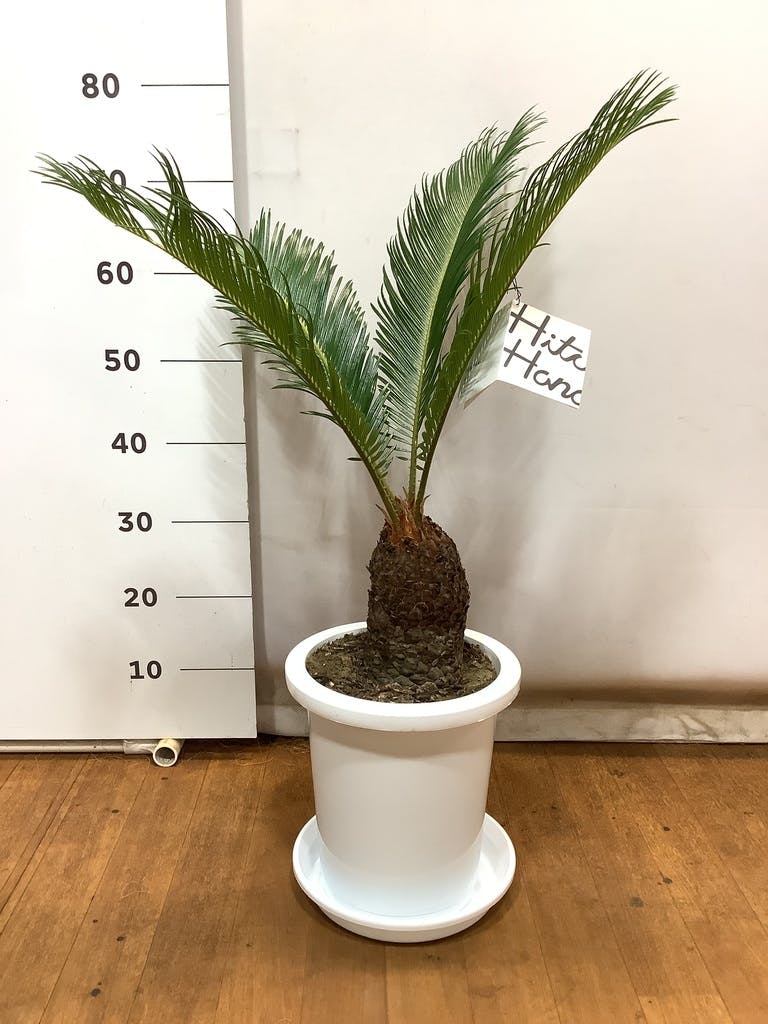 ソテツ 10号 | 観葉植物 | インテリアやギフトに - Hitohana（ひとはな）