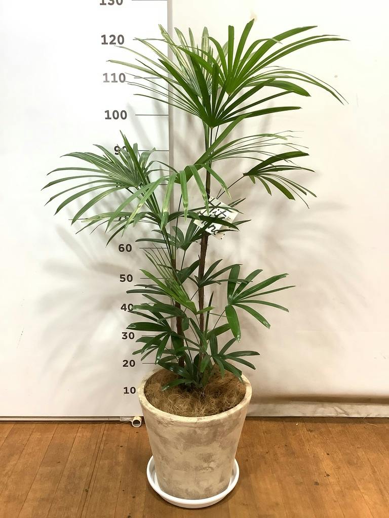 観葉植物 シュロチク（棕櫚竹） 8号 プラスチック鉢 | 観葉植物なら