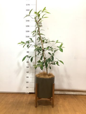 観葉植物 アマゾンオリーブ (ムラサキフトモモ) 8号 ホルスト シリンダー オリーブ ウッドポットスタンド付き