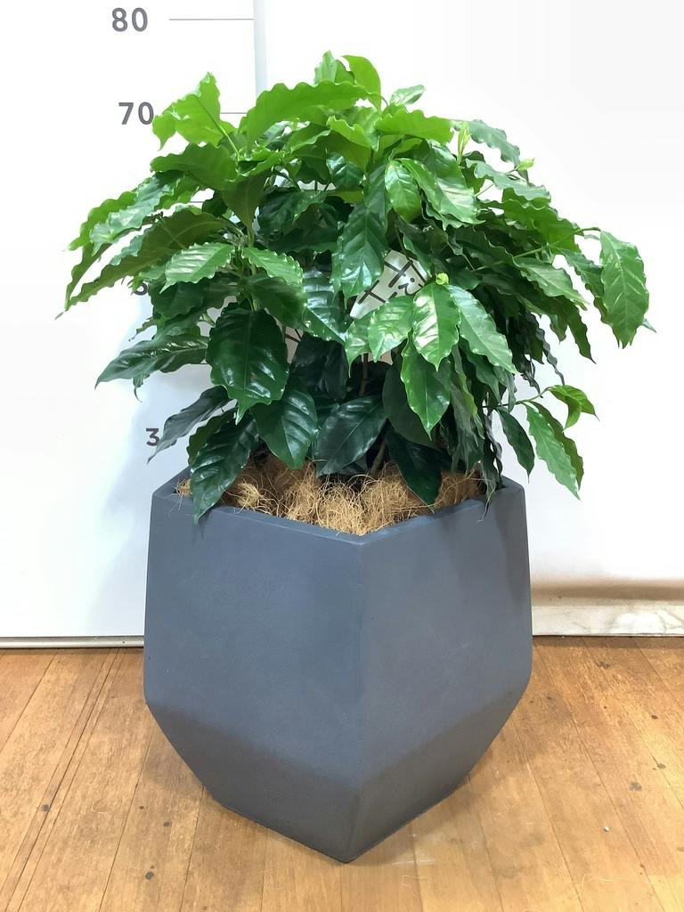 観葉植物 コーヒーの木 7号 プラスチック鉢 | 観葉植物ならHitoHana