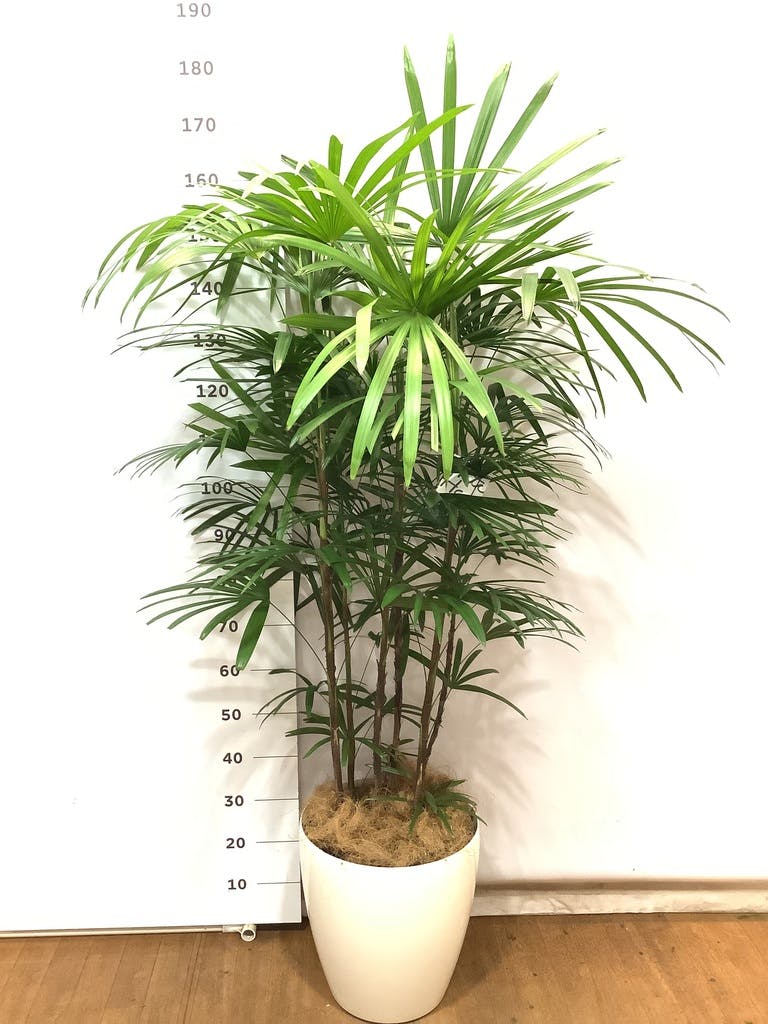 観葉植物 シュロチク（棕櫚竹） 10号 ラスターポット 付き | 観葉植物