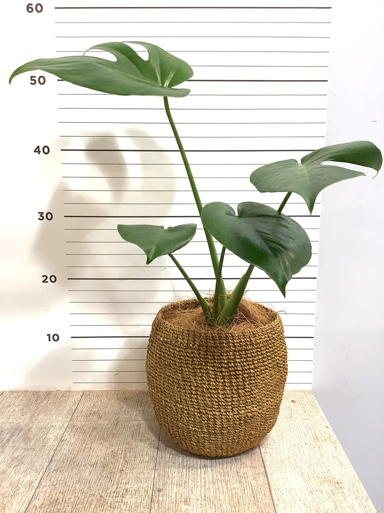 観葉植物 モンステラ 4号 ボサ造り プラスチック鉢 | 観葉植物なら