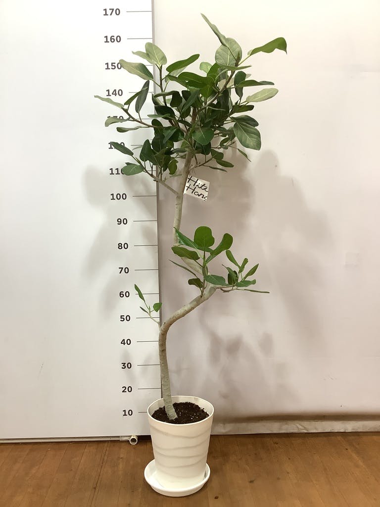 観葉植物 フィカス ベンガレンシス 8号 曲り プラスチック鉢 | 観葉