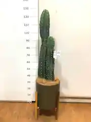 観葉植物 柱サボテン 8号 ホルスト シリンダー オリーブ ウッドポットスタンド付き 観葉植物ならhitohana ひとはな