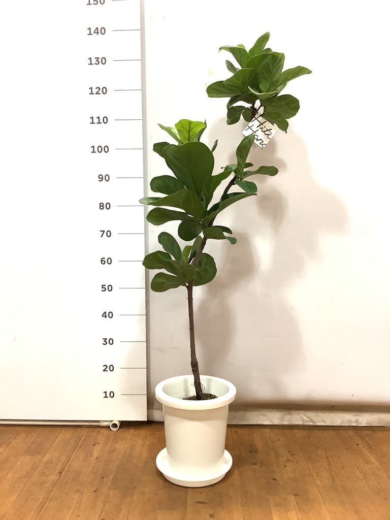 観葉植物 カシワバゴムの木 バンビーノ 8号 曲がり プラスチック鉢