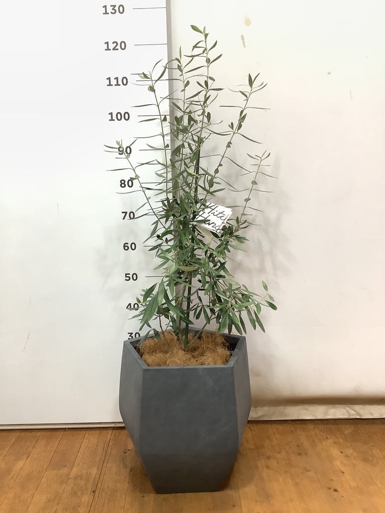 観葉植物 オリーブ 8号 チプレッシーノ ファイバークレイ Gray 付き