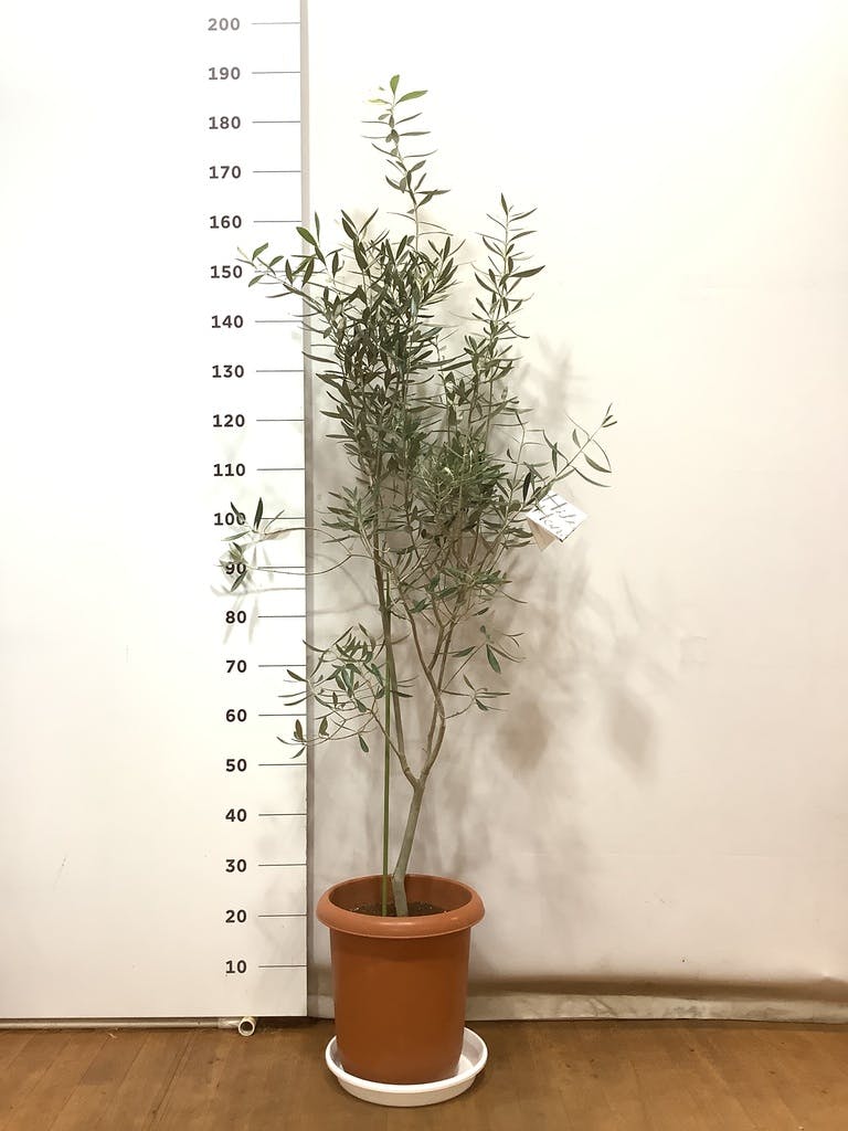 観葉植物 オリーブ 10号 チプレッシーノ ウッドプランター 付き | 観葉