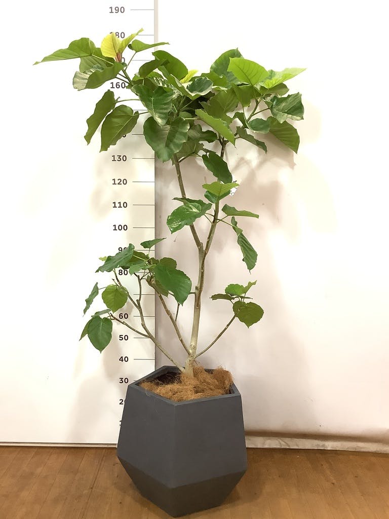 観葉植物 フィカス ウンベラータ 10号 ノーマル ファイバークレイ