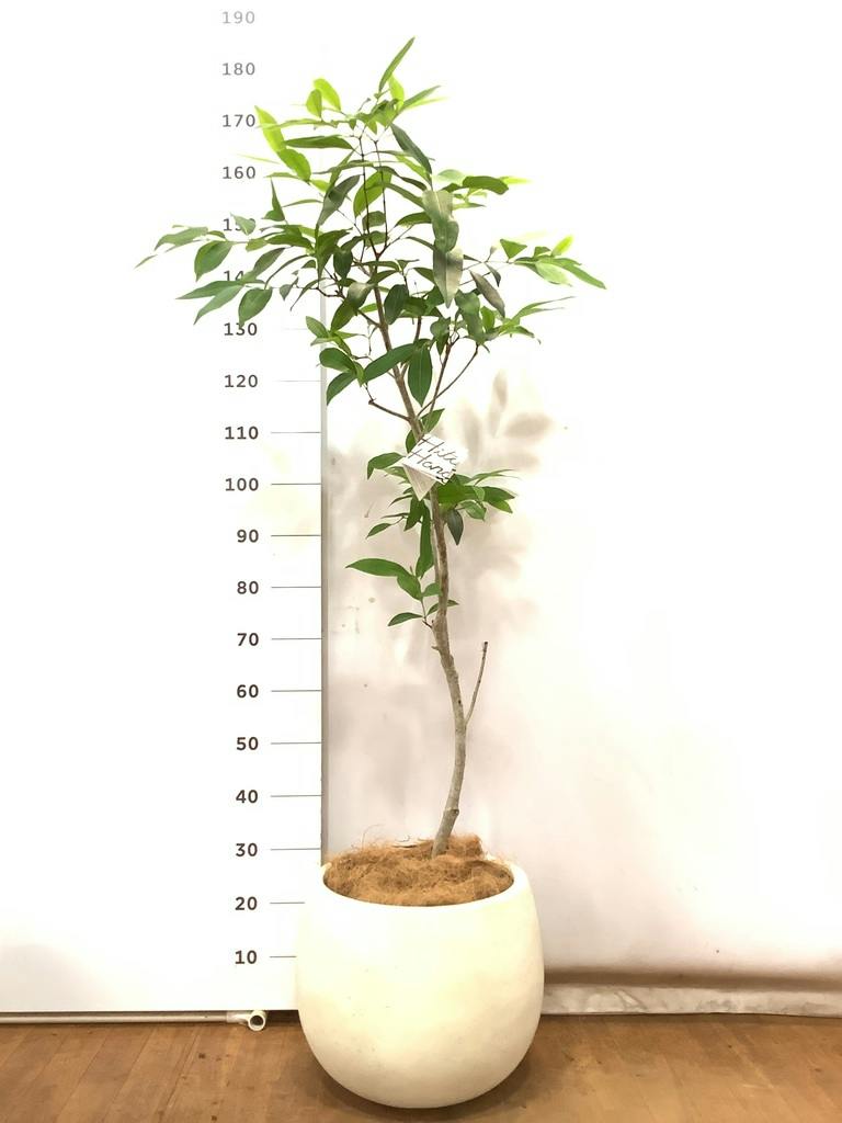 観葉植物 アマゾンオリーブ (ムラサキフトモモ) 8号 テラニアス ロー
