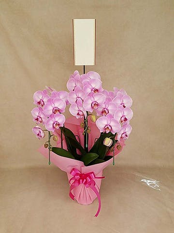 胡蝶蘭中大輪 ピンク ドリームキャンディ 3本立ち | 胡蝶蘭なら