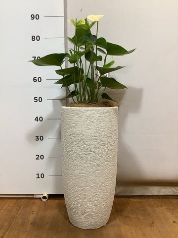観葉植物 アンスリウム 6号 ホワイト エコストーントールタイプ white 付き