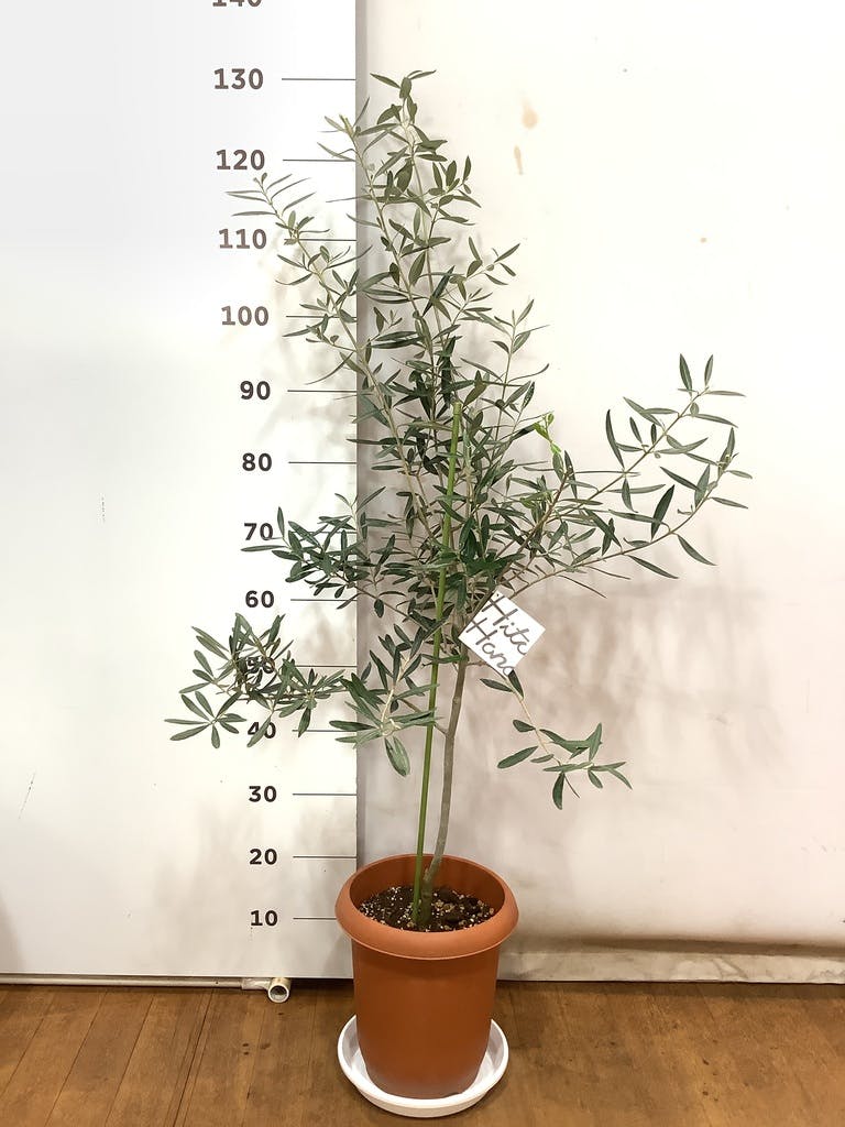 オリーブ・チプレッシーノ L | 観葉植物の通販 AND PLANTS