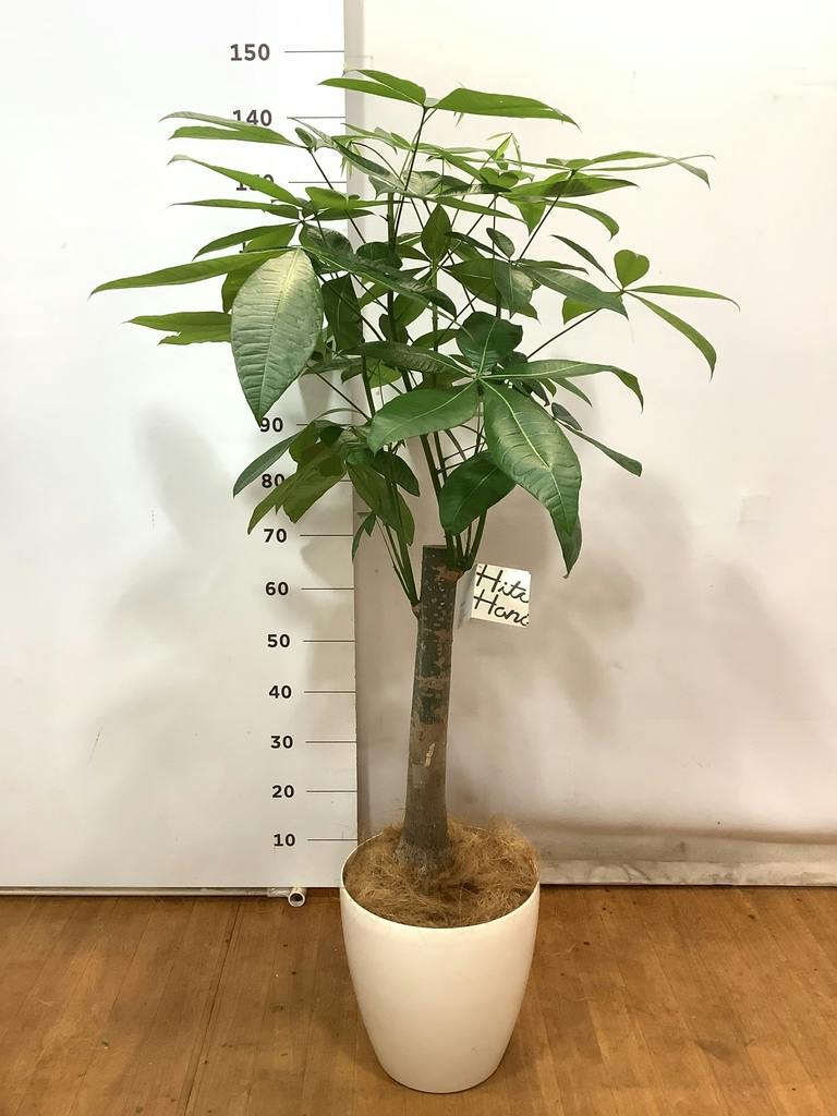 観葉植物 パキラ 8号 朴 プラスチック鉢 | 観葉植物ならHitoHana(ひとはな)